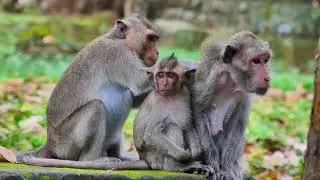 Jade monkey family, She take care child, How She so tired because of old of her ages. 09