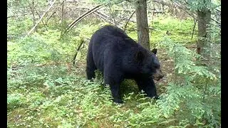Black bear scent marking