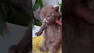 Бенджамин - первый опыт! Нос и не только! #котофейка #kitten