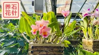 闲逛温室 - Allan Gardens 热带潮热温室 - 兰花、柠檬、三角梅等等