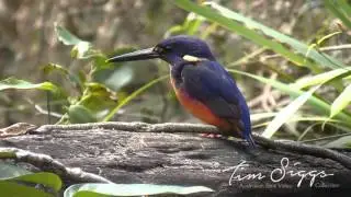 Azure Kingfisher