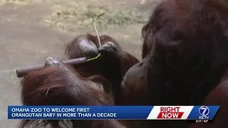 Omaha's zoo announces its first pregnant orangutan in more than a decade