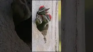 Pileated Woodpecker Nest