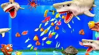 Shark Fish Tank | Little Fishes In Shark Tank | Cute Sea Animals | Parrot Fish | Angle Fish | Pets