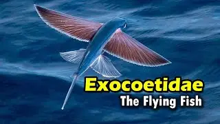 Exocoetidae : The Flying Fish