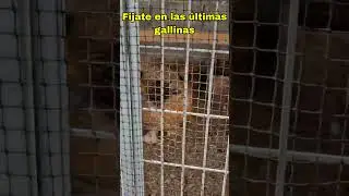 &iquest;Todas las gallinas reaccionan as&iacute; el primer d&iacute;a? No esperaba este comportamiento