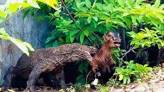 Komodo Swallow Animals 