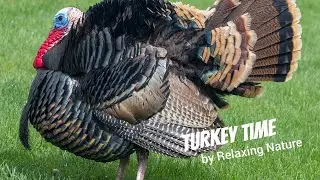 Turkey Time &ndash; 150 minutes of Beautiful, Relaxing Nature Music for Study, Work, Meditation, Sleep