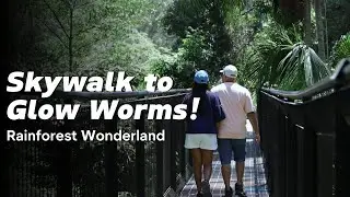 Exploring Tamborine Mountain &mdash; Rainforest Skywalk, Curtis Falls, Gallery Walk & Glow Worm Caves