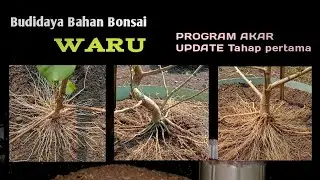 Tahap awal program akar bahan bonsai waru siap masuk ground