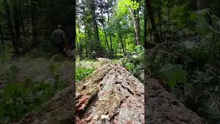 Trimming up.Hemlock tree #tree #lumberjack #logging #chainsaw #echo #logger #wood #timber #shorts