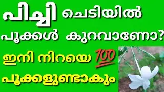 പിച്ചി/Pichi care in malayalam/pichi plant malayalam/pichi care/Spanish jasmine plant care malayalam