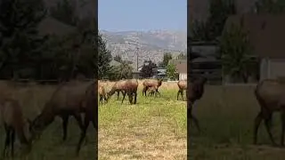 Bull Elk and his cows #bullelk #californiaelk #californiawildlife