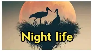 Night life || Bahrain Swat || Pakistan
