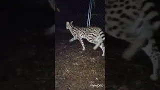 Pooped serval plops on command. #Swaggersthecat #servals #servalcats #cats #pooped #plopped #cutecat