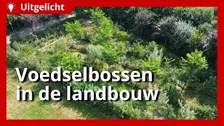Uitgelicht | Hoe past een voedselbos binnen het boerenbedrijf?