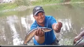 Sneakhead fishing in village small pond 🎣 🐟 🐠