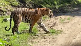 KABINI Safari | #kabini #tiger #nagarhole #elephant #deer #langur #wildlife #nature