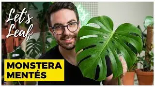 Monstera mentése - Könnyezőpálma átültetése és szaporítása - Szobanövény gondozási tippek kezdőknek
