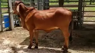 En venta Novillas Indubrasil Rojo -El Salvador en el Campo