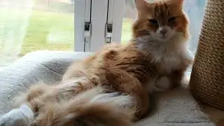 Врёте, господа! Котоновости. 8 декабря 25года