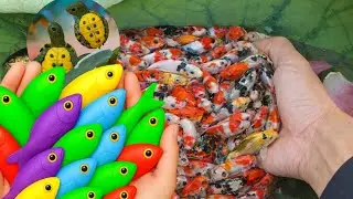 Beautiful Aquarium fish in the pond colorful fish, big catfish, ornamental fish, goldfish, Turtles 🐢