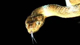USDA To Rain Death From Above on Tree Snakes of Guam