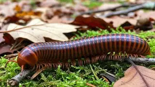 The Living Floor: Inside a Millipede Swarm