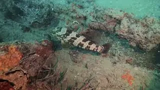 Discovering the hidden gems beneath the waters of Hervey Bay