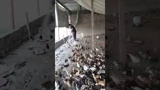 chicken farming Pakistan
