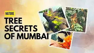 3 Things You Didn't Know About Trees in Mumbai