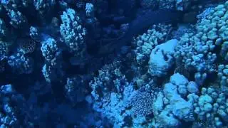 Swimming Giant Muray - Egypt November 2015