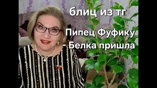 Блиц из тг: пипец Фуфику - белка пришла