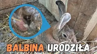 Balbina urodziła - pojawiły się komplikacje