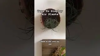 Up your air plant game by displaying them in these 3 amazing ways! 🍃✨ #airplants #plants #shorts