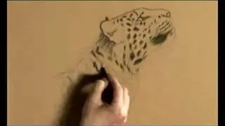 Дикая природа в пастельной пятёрке &mdash; Амурский леопард &mdash; Часть первая