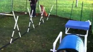 Hannah Bear Agility Bloopers