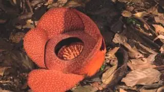 Rafflesia flower opening