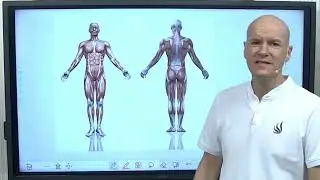 Causas, diagnóstico y tratamiento integrativo de la Tendinistis de la pata de ganso