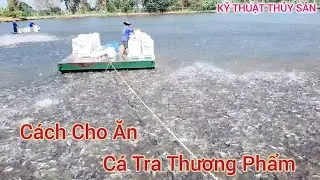 CÁCH CHO ĂN VÀ MÔ HÌNH NUÔI CÁ TRA THƯƠNG PHẨM ĐẠT HIỆU QUẢ CAO