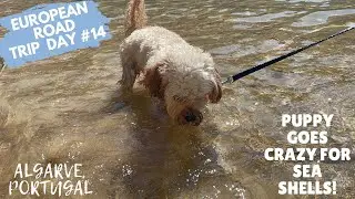 Puppy Starts Yelling Over Seashells and Nearly Gets Us Kicked off the Beach!