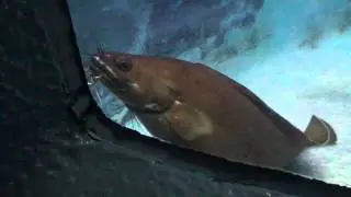 イタチウオ  Byotula multibarbata