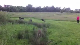 Choccy Labs running wild!