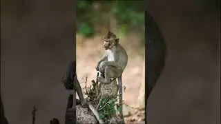 #monkeyvideo #monkey #funnymonkey #happymonkeys #eating Monkey