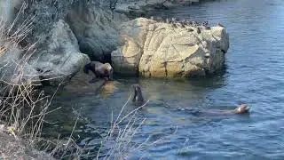 Sea lions Relaxing music||Spa music|| Yoga music|| Study music|| meditation music