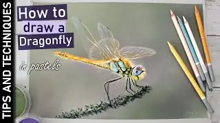 How to draw a Dragonfly in pastels