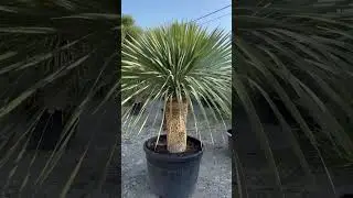 Yucca rostrata - Twojapalma