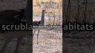 Great Indian Bustard: One of India&rsquo;s Most Critically Endangered Birds.