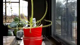 Drosera Indica Growth TLC