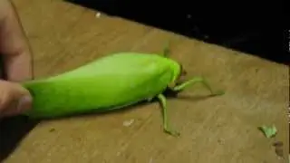 The giant false-leaf katydid (Pseudophyllus titan)
